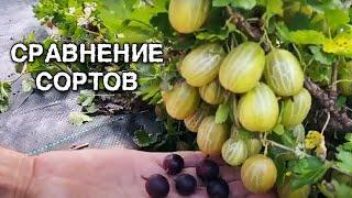 Сравнение сортов крыжовника Командор и Уральский розовый.