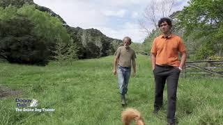 How to Train Your Dog Not to Run Away | Using Doggy Dan's 5 Golden Rules | Dog Recall Training