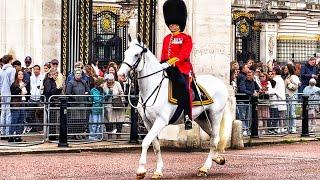 Royal Majestic WHITE Horse Arrival Captivates Tourists with Timeless UK Tradition