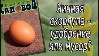 Яичная скорлупа - удобрение или мусор?