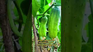 #garden #gardening #gardeninghacks #gardentips #gardeningtips #planting #planttips #plantingtips