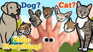 Wild Animals Finger Family | Dog or Cat | Kids Songs and Nursery Rhymes