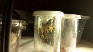 Jumping Spider catches a cricket!