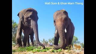 Elephants, Communities & Farmers  - Gentle Giants Stay Home Project