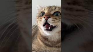 Cat funny video cat voice _#cat song _#kiteen good morning cat