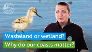 From wasteland to wetland. Why our coastal wetlands are vital for birds and people | RSPB