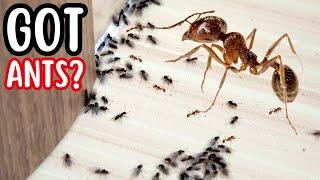 How to Get Rid of Ants in Your RV! | Full Time RV Living