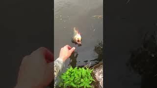 Reverse catch big perch 