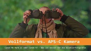 Vollformat vs. APS-C. Canon R6 Mark II oder Canon R7 - Was ist besser für die Wildtierfotografie?