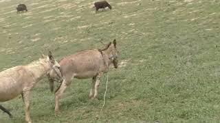 Male donkey meeting with Female donkey First time| Animal breading | Animal Meeting |