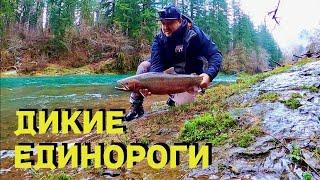 РЕДКАЯ РЫБА В ГОРНЫХ РЕКАХ США. ТРУДОВАЯ РЫБАЛКА. STEELHEAD FISHING.