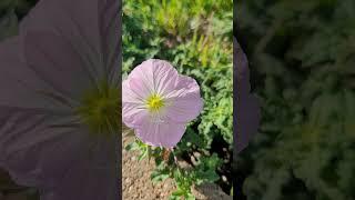 Morning Devotion. #jesus #jesuslovesyou #ilovejesus #bible #shortvideo #shorts