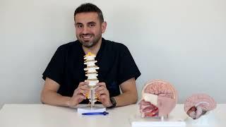 Spinal Fusion Explained: Technique, Reasons, Approaches