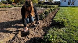 Planting 500 Boxwoods in the Formal Flower Garden (& they are GLORIOUS)!!!  // Garden Answer