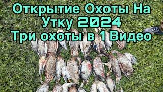 Открытие Охоты на утку 2024 ТРИ ОХОТЫ  В ОДНОМ ВИДЕО