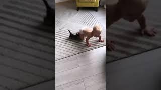 #животные #дети #кот #милота