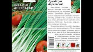 ЛУК  Батун "АПРЕЛЬСКИЙ". Посадка Кустами по КЛУБНИКЕ.  09. 03. 2020г.