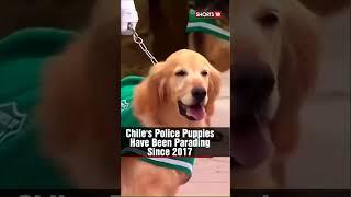 Chile News Today | Puppies Abound In Chile's Military Parade | WATCH | Shorts | #viral | N18S