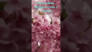 Омар Хайям - Мудрые стихи о жизни#shorts