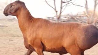 3 year old breeding ram for sale, price $1200. Hissar breed