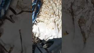 how thread-waisted wasp larvae spins silk cocoon|bird sounds|homestead|Nature|Wildlife#viral#shorts