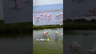 Weird Fact About Flamingos that will Shock You