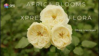 GFG | Africa Blooms & Xpressions Flora | Кения 2021 | Кенийские розы