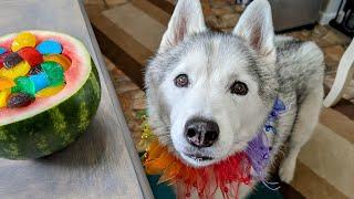 This Dog is DEMANDING All The Food!