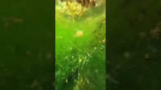 the beauty of nature - You didn't think it was that beautiful 708th clip #satisfying