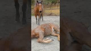 She Kicked Him In The Face! #shorts #horses #mustang