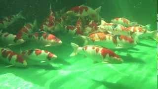 Yamamatsu Koi Farm (Matsunosuke) - Underwater Camera