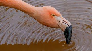 How flamingos eat algae 4K