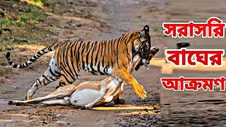 সুন্দরবনে সরাসরি বাঘের শিকার হরিণ । Live Tiger Attacks Deer In Sindarban