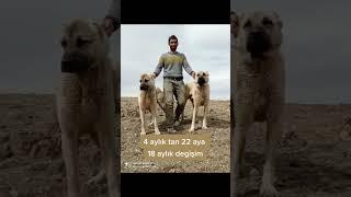 Kangal köpeği değişimi