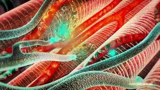 Clostridium tetani and Tetanus - REDMEDBD