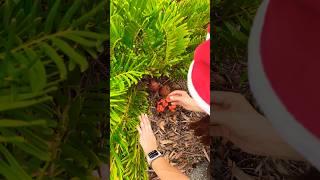 who knows what kind of fruit it is?️#fruit #soloadventure #solo #camping #alone #survival