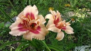 Лілейник Forty Second Street. Daylily.