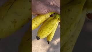 Sweet Bananas Guinea 2021