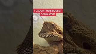 Wow #beardeddragon #reptile