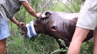 Saving an injured baby rhino