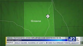 Bird flu found in Mississippi chickens