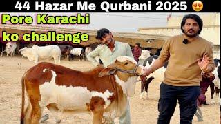 Asli Or Nasli Shoqeen Ise Bolta Hai  | Ab Qurbani 2025 Asan Hogaye ️ | Hasbi Cattle Farm