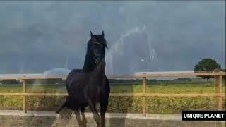 The most beautiful horse in the world #animals #shark #birds #tiger