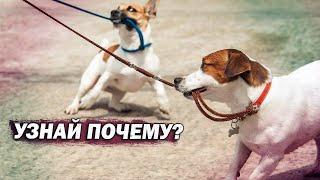 Собака не слушается тебя на улице?/ #Shorts