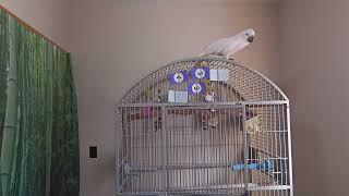 What Happens When You Leave A Cockatoo Alone?