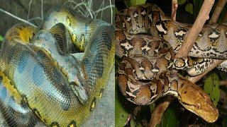 Green Anaconda & Reticulated Python - The Differences