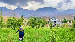 A Glimpse into Rural Life in Iran! ️ | A Workday Completing Sodebeh's Rural House 