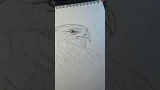 Drawing A hyperrealistic eagle #artist #drawing #pencildrawing #art #professional