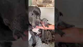 Our beautiful Petra & her gorgeous litter of blue staffy pups. #puppylove #puppycare