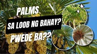 PALMS THAT YOU SHOULD HAVE INSIDE YOUR HOME!